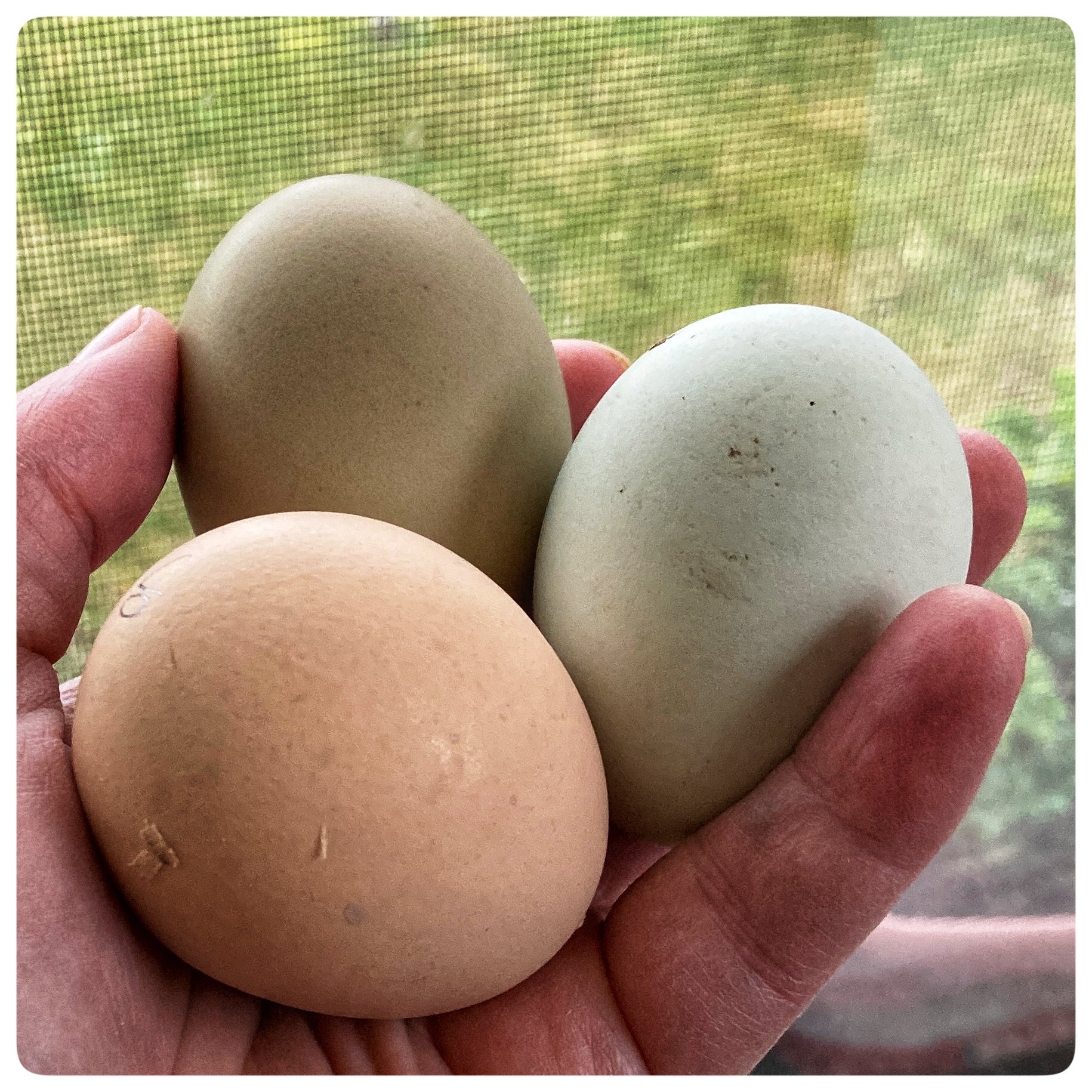 6 Hatching Eggs: Hens' Choice at Flower Feather Farm, Specialty